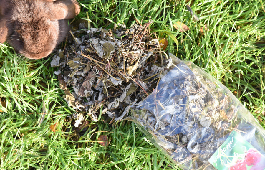 grünhopper Himbeere