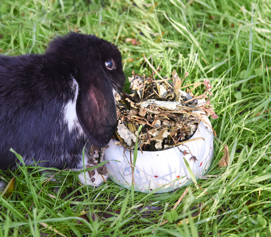 grünhopper Himbeere