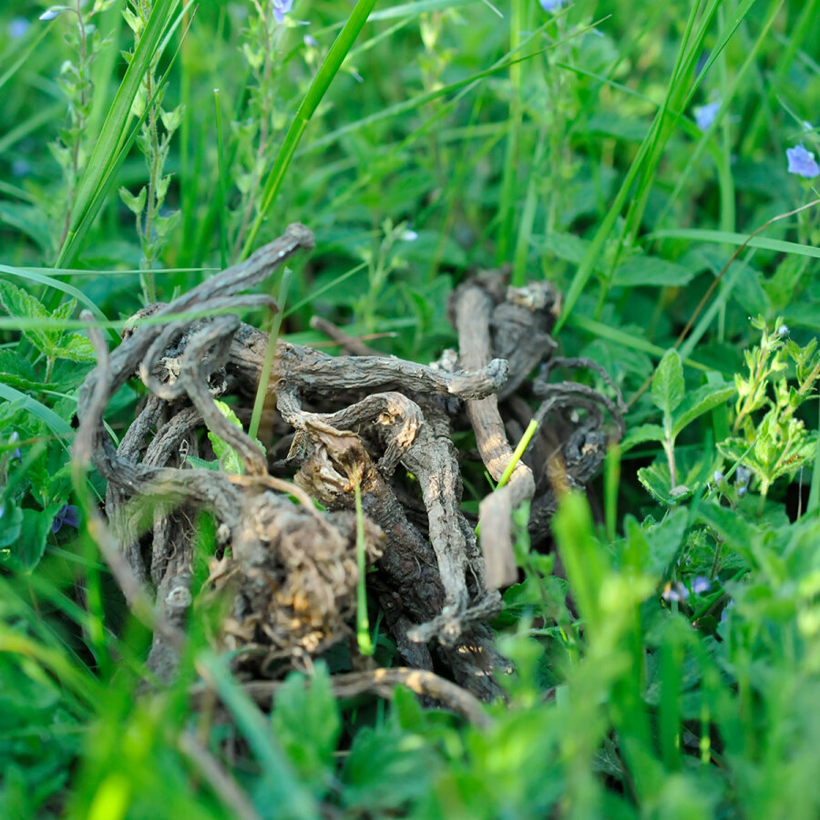 grünhopper Löwenzahnwurzel 500 g
