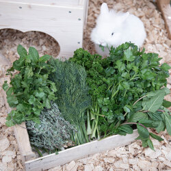 Frischekiste Gartenkräuter AUSVERKAUFT