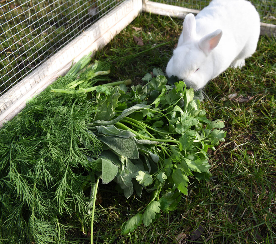 Frischekiste Gartenkräuter 3 kg