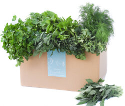 Frischekiste Gartenkräuter 3 kg