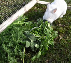 Frischekiste Gartenkräuter 3 kg
