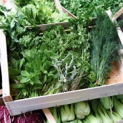 Frischekiste Gartenkräuter 3 kg