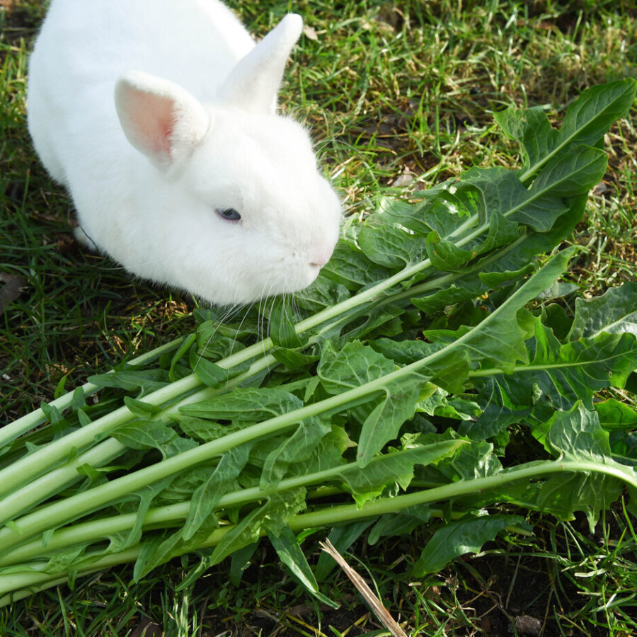 Frischekiste Löwenzahn 3 kg