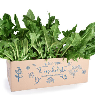 Frischekiste Löwenzahn 3 kg