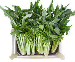 Frischekiste Löwenzahn 3 kg