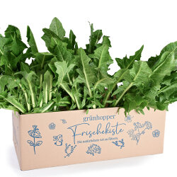 Frischekiste Löwenzahn 3 kg