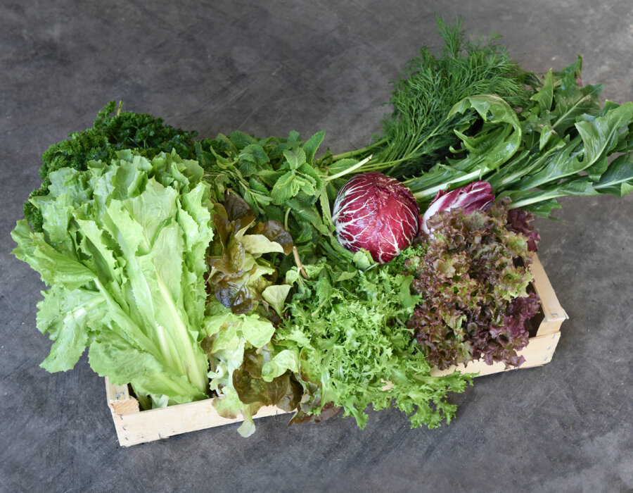 Frischekiste Salat&Kräuter 3 kg