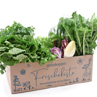 Frischekiste Salat&Kräuter 3 kg
