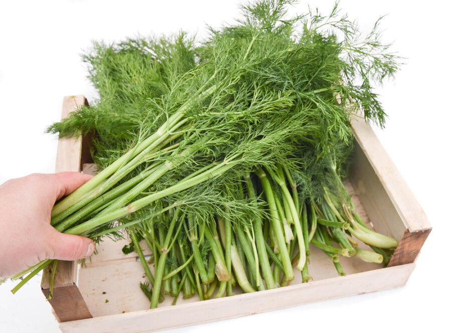 Frischekiste Dill