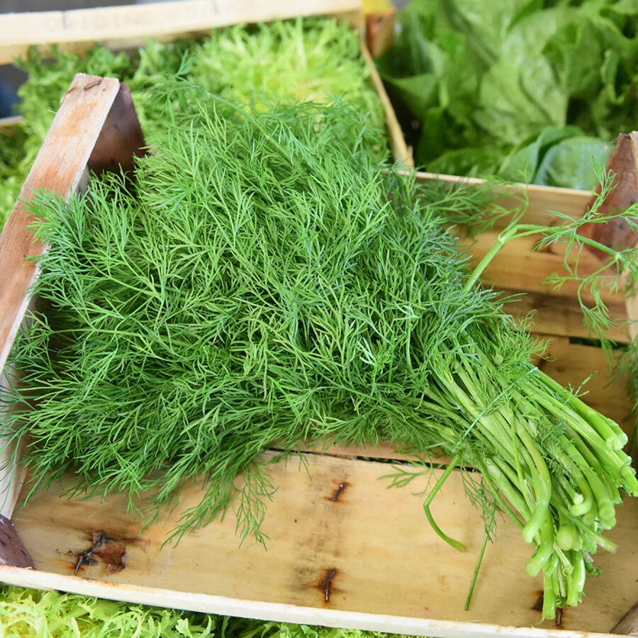 Frischekiste Dill