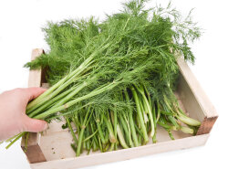 Frischekiste Dill
