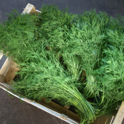 Frischekiste Dill 1 kg