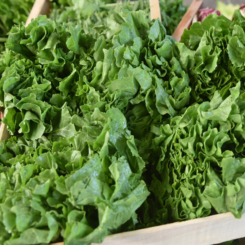 Frischekiste Escarol/ Endivie Salat AUSVERKAUFT Bitte nicht einpacken!