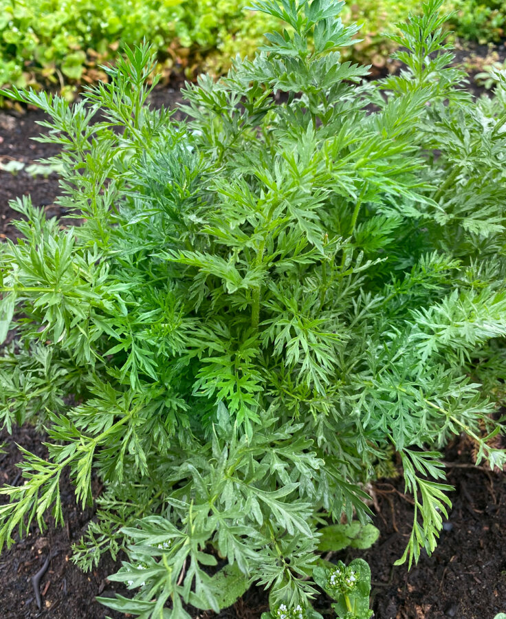 Frischekiste Karottengrün