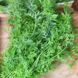 Frischekiste Karottengrün AUSVERKAUFT!