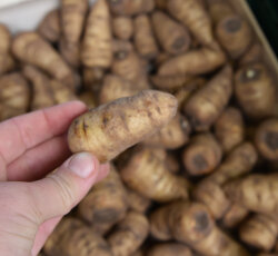 Frischekiste Kerbelwurzel 200 g