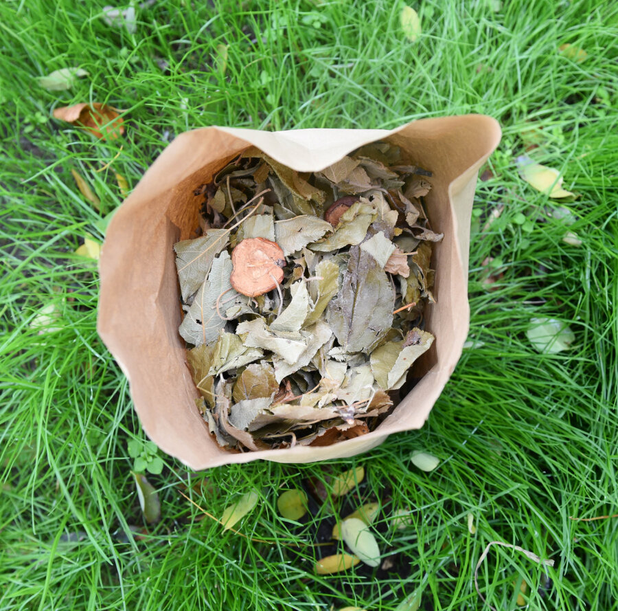 grünhopper Apfelernte