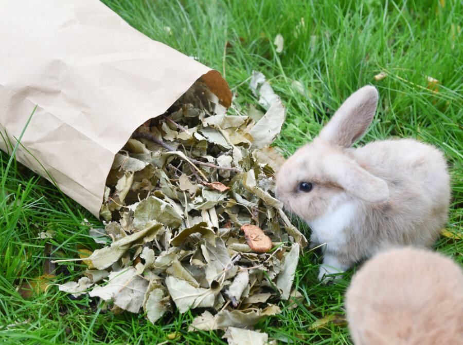 grünhopper Apfelernte