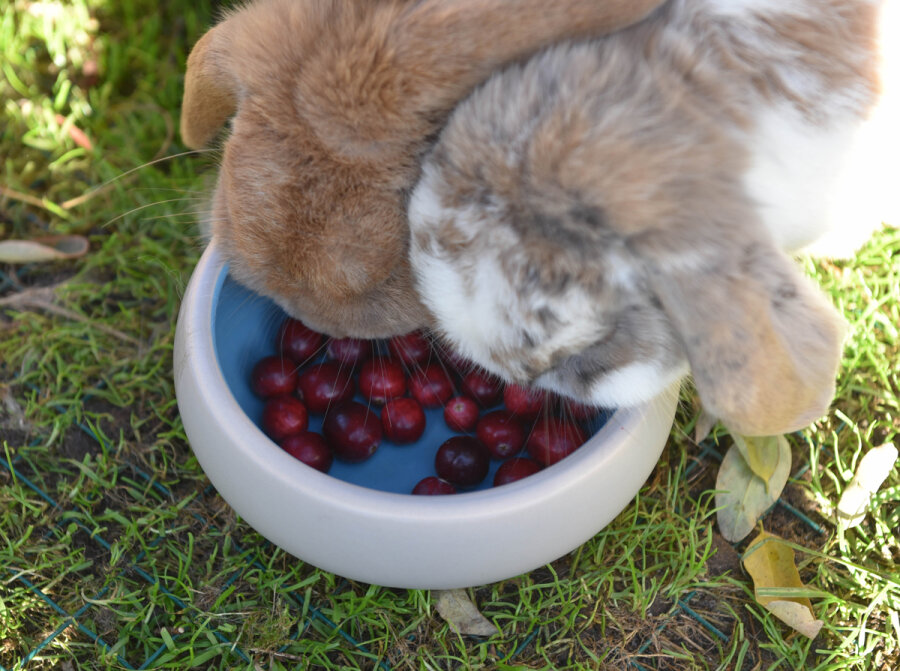 Frischekiste Cranberries 340 g