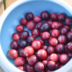 Frischekiste Cranberries 340 g
