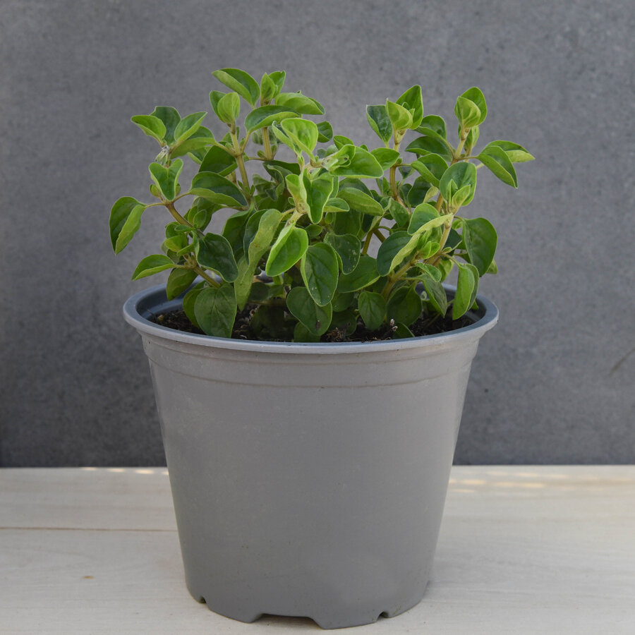 Frischekiste Topf Oregano