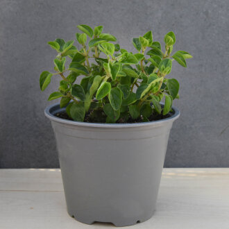 Frischekiste Topf Oregano