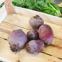 Frischekiste rote Beete XXL Pack AUSVERKAUFT