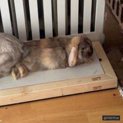 Hopplwerk chill cool- creme einfarbig