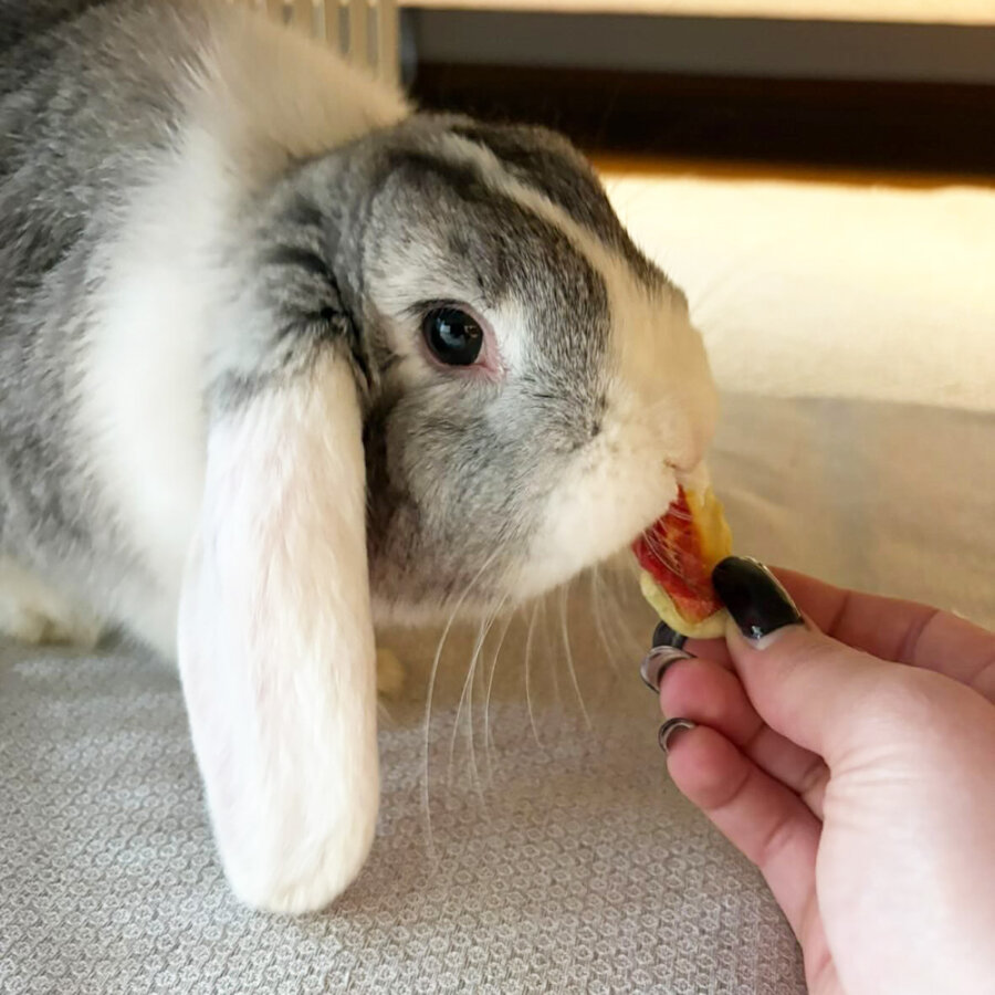 Melone