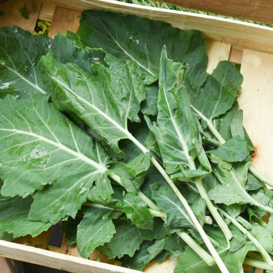 Frischekiste Kohlrabiblätter AUSVERKAUFT!