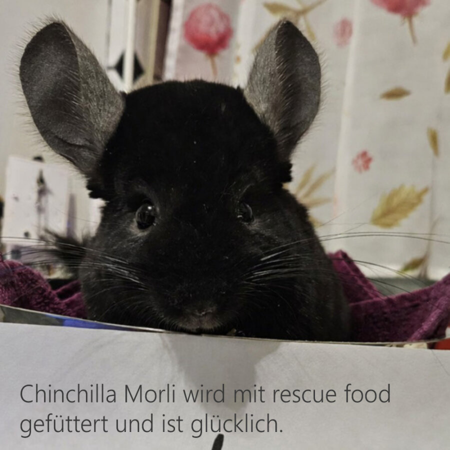 rescue food