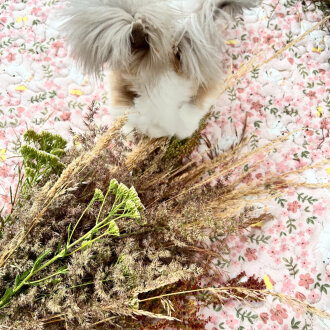 Frischekiste Feldblüten