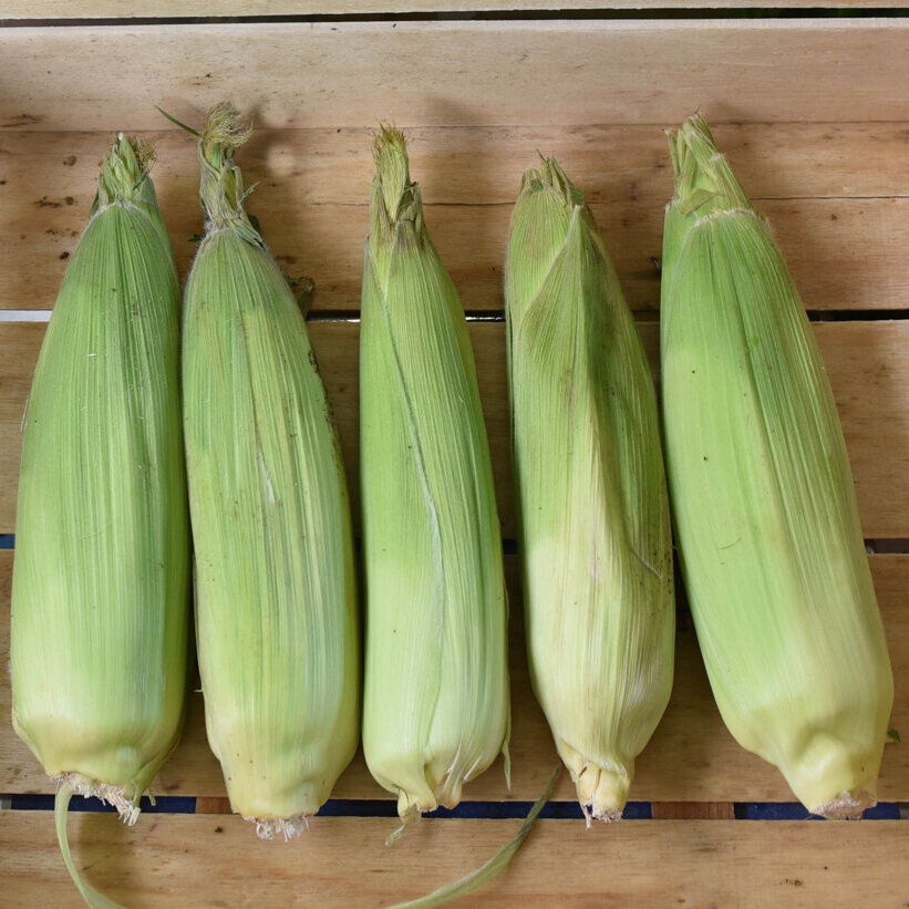 Frischekiste Maiskolben