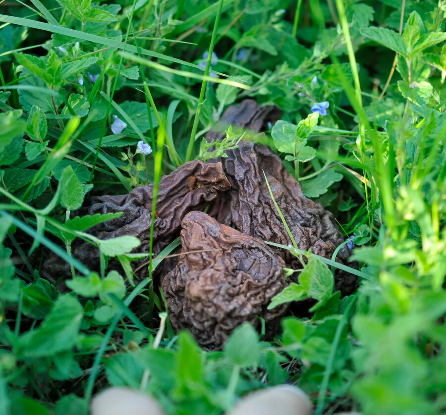 grünhopper Wildbirne