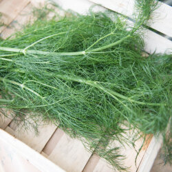 Frischekiste Fenchelgrün AUSVERKAUFT