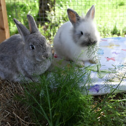 Frischekiste Fenchelgrün AUSVERKAUFT
