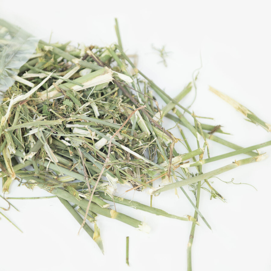 grünhopper Fenchelkraut