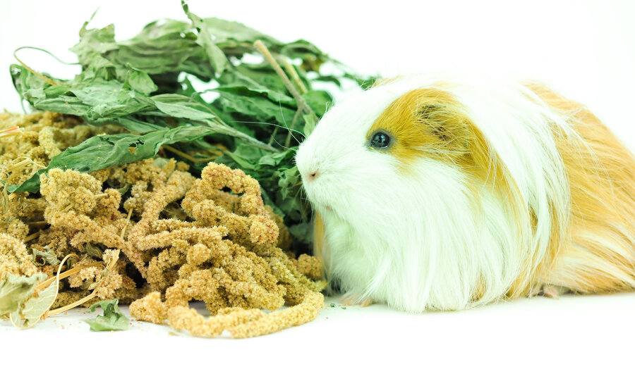 grünhopper Südamerika