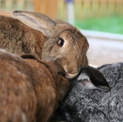 Spendenaktion - Österreich Kaninchen Helpline