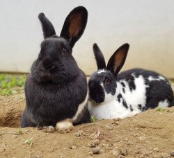 Spendenaktion - Österreich Kaninchen Helpline