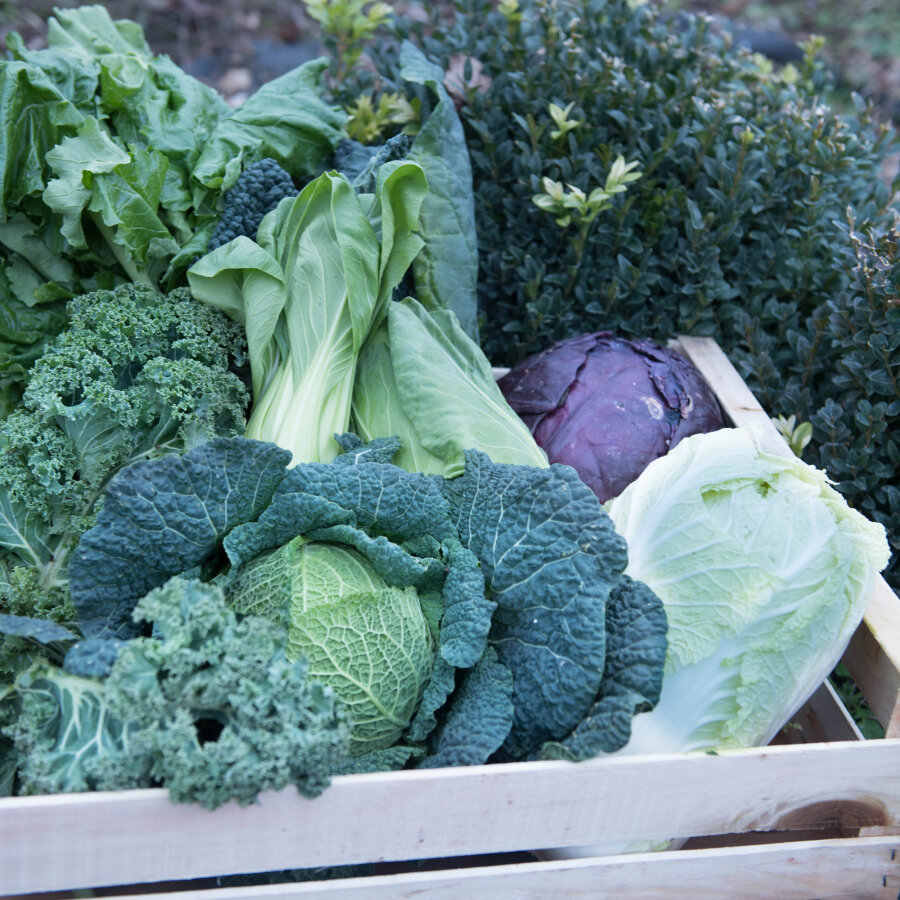 Frischekiste Kohlbox 5 kg