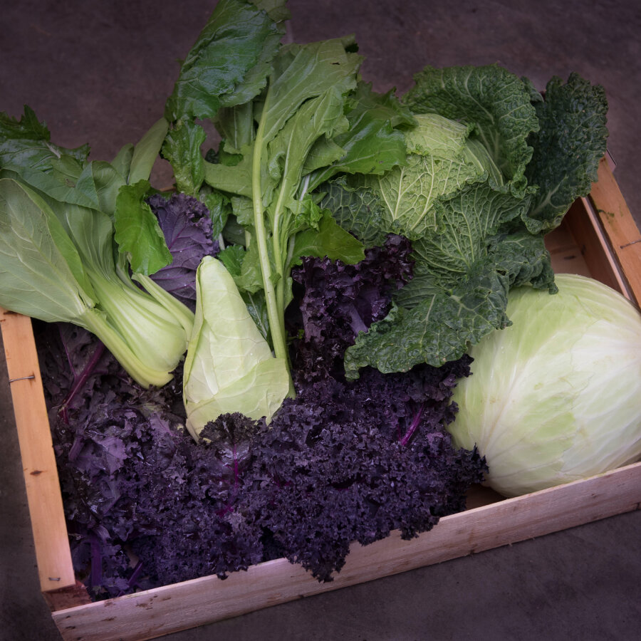 Frischekiste Kohlbox 5 kg