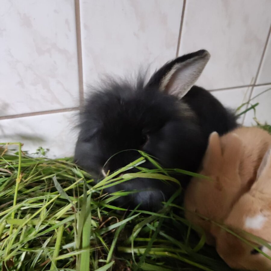 Spendenaktion - klein. Tiernothilfe Thüringen