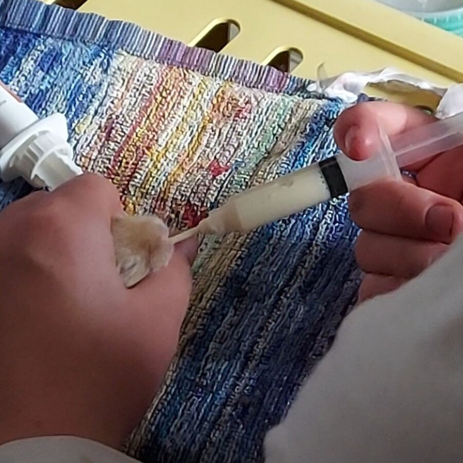 Spendenaktion - klein. Tiernothilfe Thüringen