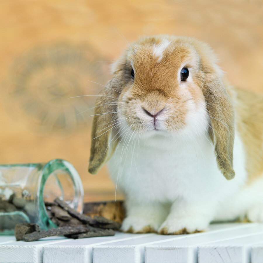 grünhopper Hanfsaat-Leindotter Flocken