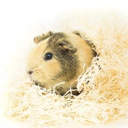 Kuschelwolle