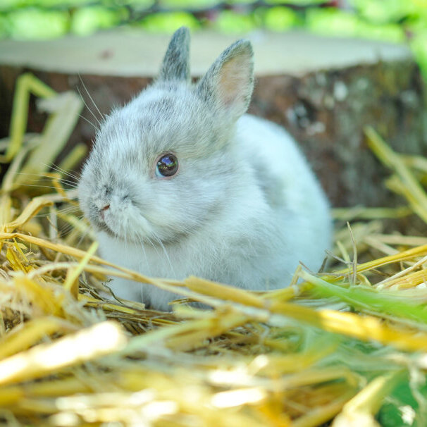 grünhopper Haferstroh 1kg