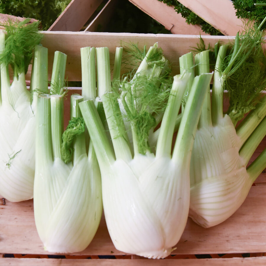 Frischekiste Fenchel AUSVERKAUFT